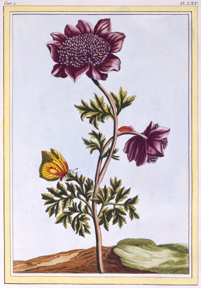 Anémona de Jardín (Flor del Viento), c.1776 de Pierre Joseph Buchoz